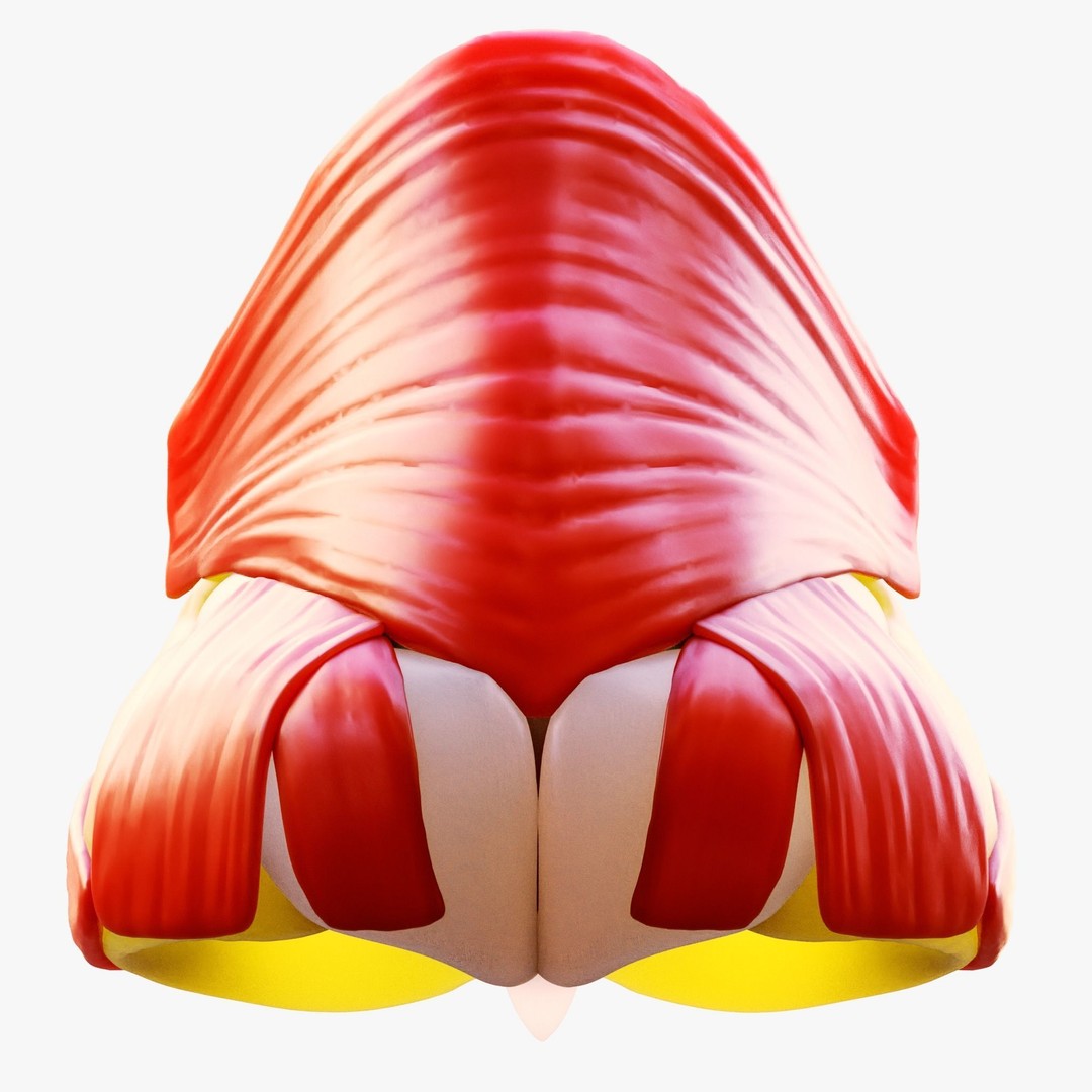 Nasal Structure Anatomy 3D Model – High Poly PBR Character Asset, FBX - View 6