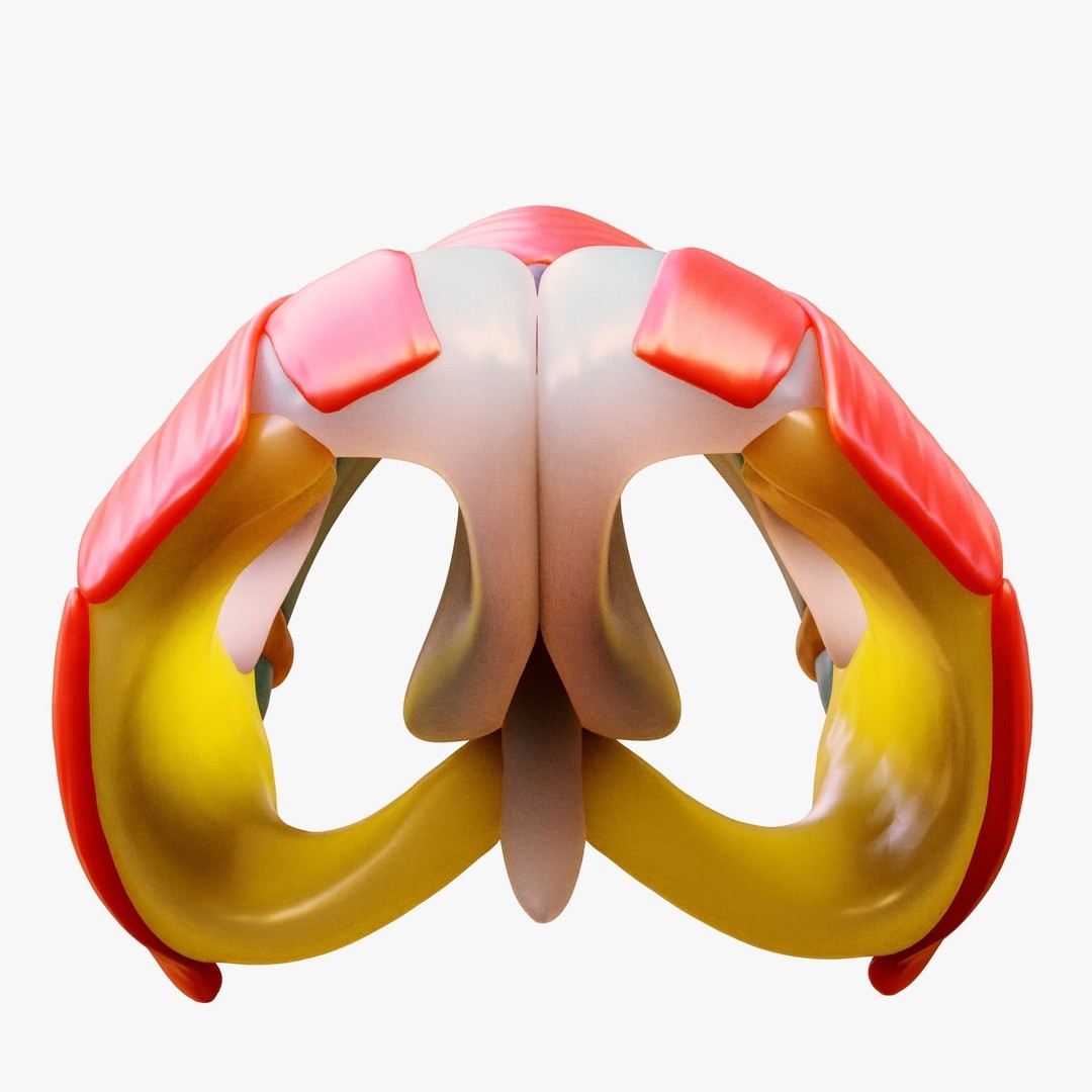 Nasal Structure Anatomy 3D Model – High Poly PBR Character Asset, FBX - View 7