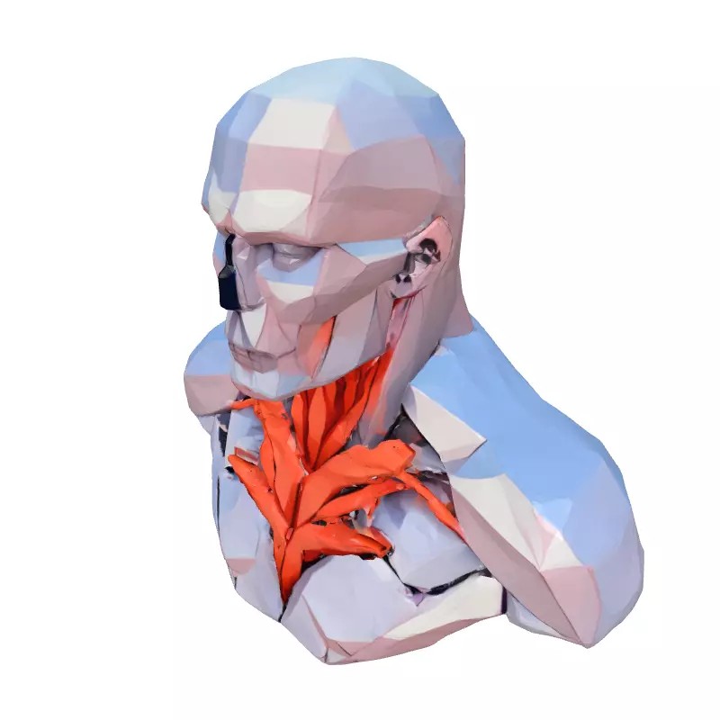 Anatomical Male Torso 3D Model – Low Poly Stylized Design, Game-Ready Formats - View 4