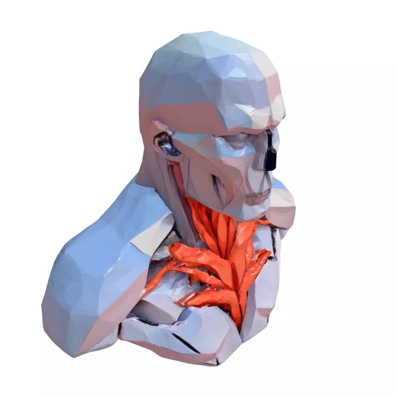 Anatomical Male Torso 3D Model – Low Poly Stylized Design, Game-Ready Formats - View 5