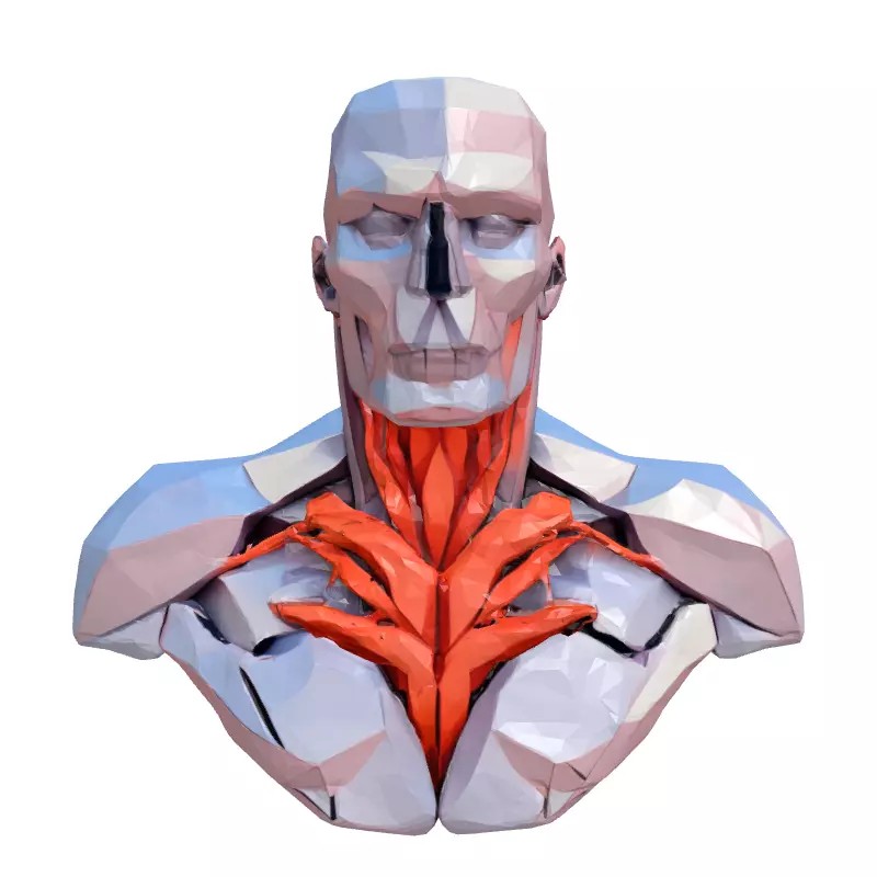 Anatomical Male Torso 3D Model – Low Poly Stylized Design, Game-Ready Formats - View 6