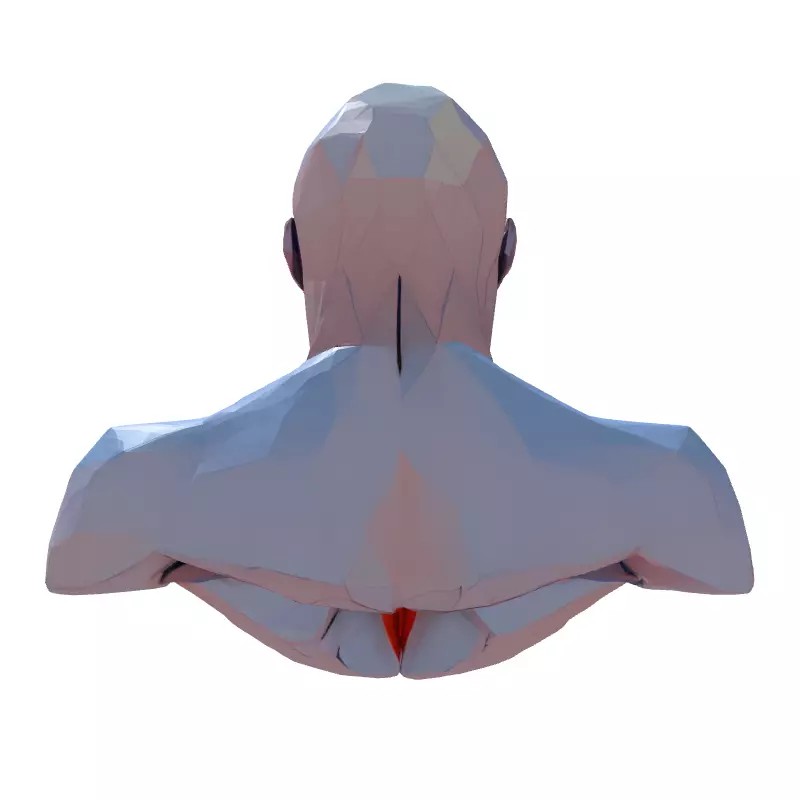Anatomical Male Torso 3D Model – Low Poly Stylized Design, Game-Ready Formats - View 9