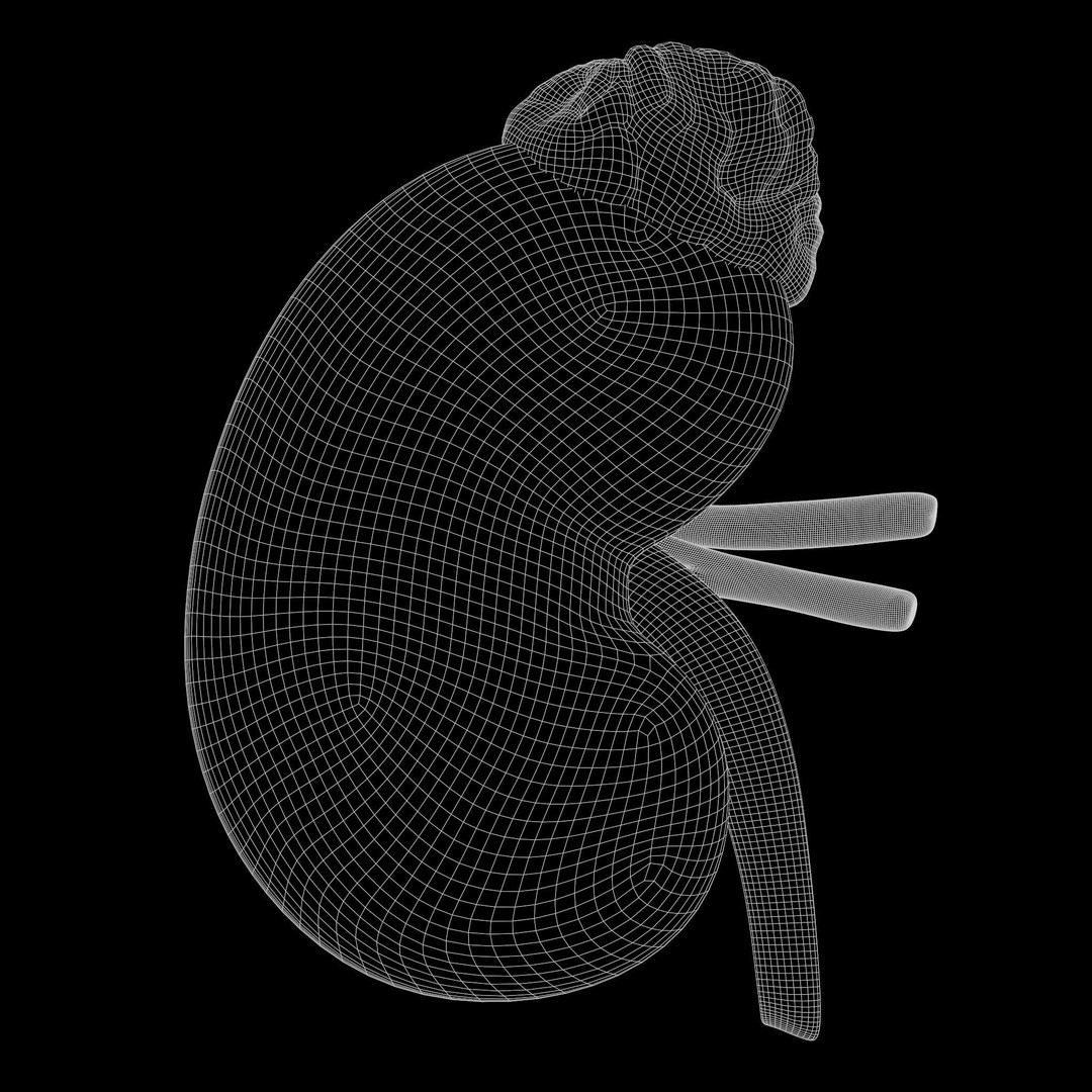 Human Kidney 3D Model – Anatomical PBR Asset, FBX, OBJ