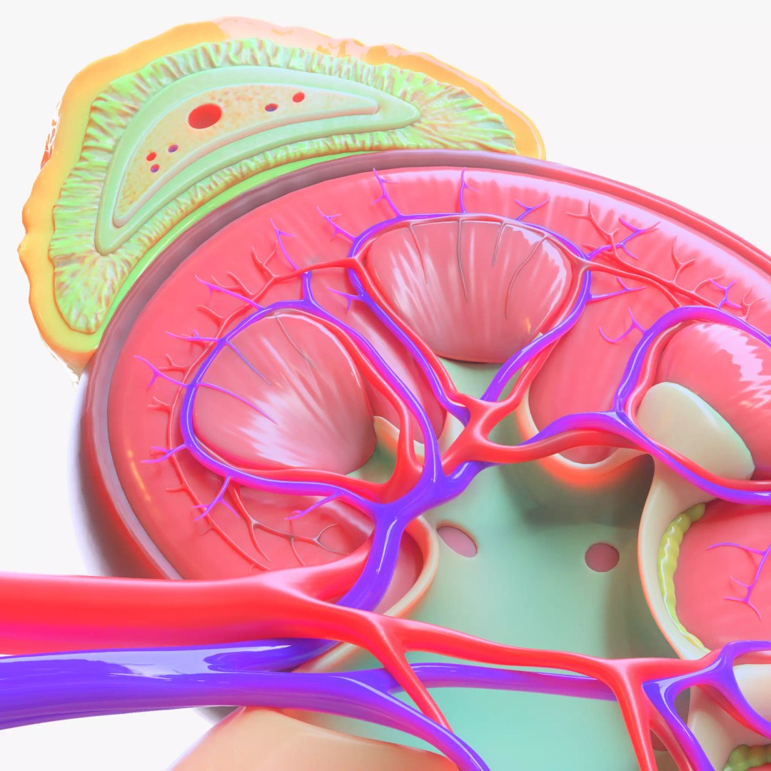 Human Kidney 3D Model – Anatomical PBR Asset, FBX, OBJ - View 2