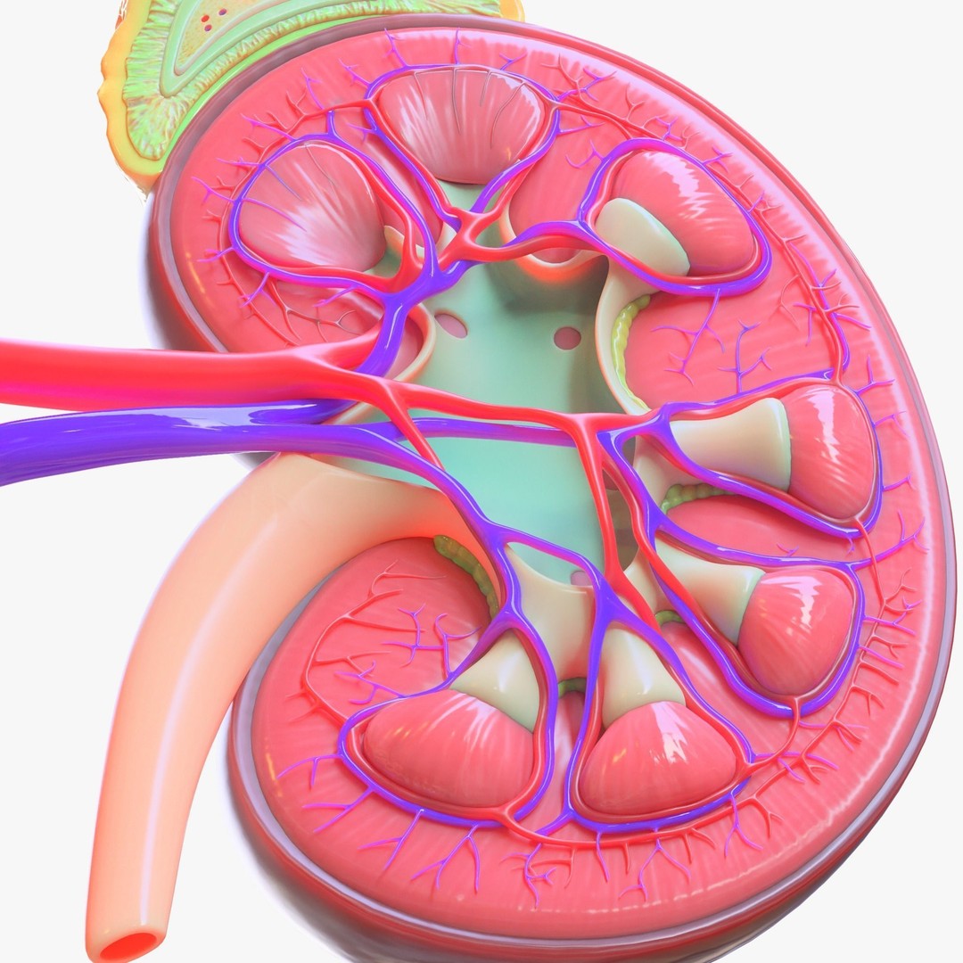 Human Kidney 3D Model – Anatomical PBR Asset, FBX, OBJ - View 3