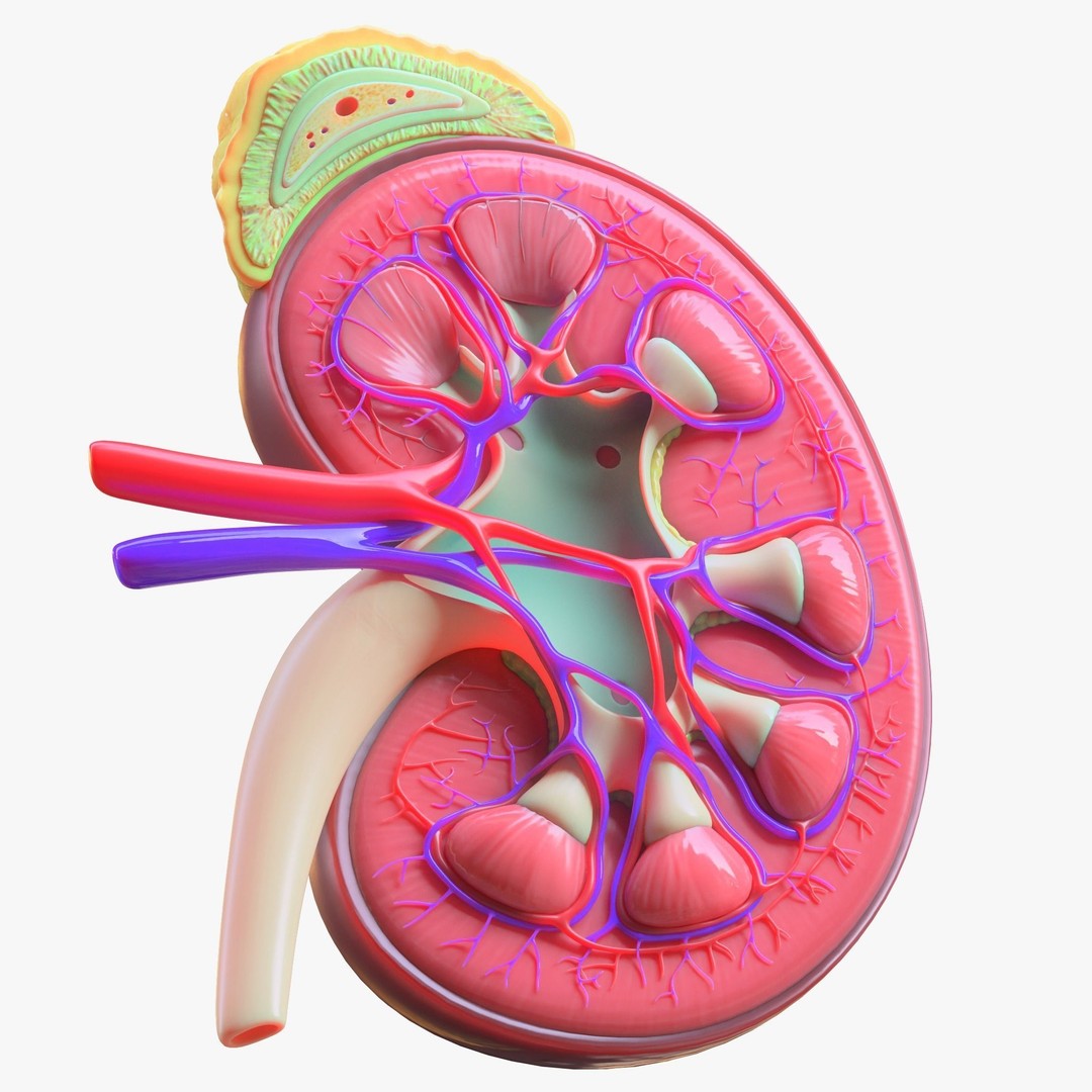 Human Kidney 3D Model – Anatomical PBR Asset, FBX, OBJ - View 4