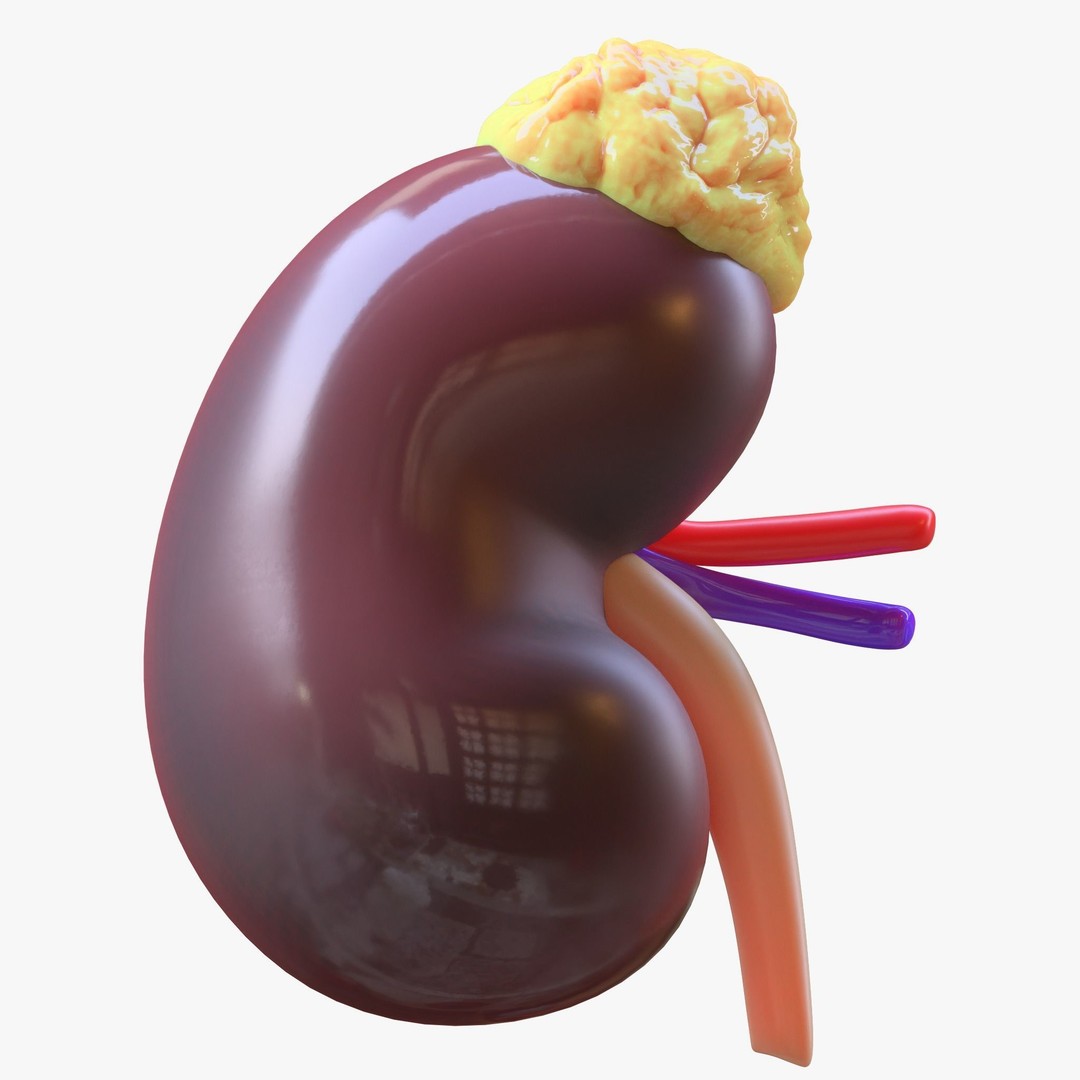 Human Kidney 3D Model – Anatomical PBR Asset, FBX, OBJ - View 5