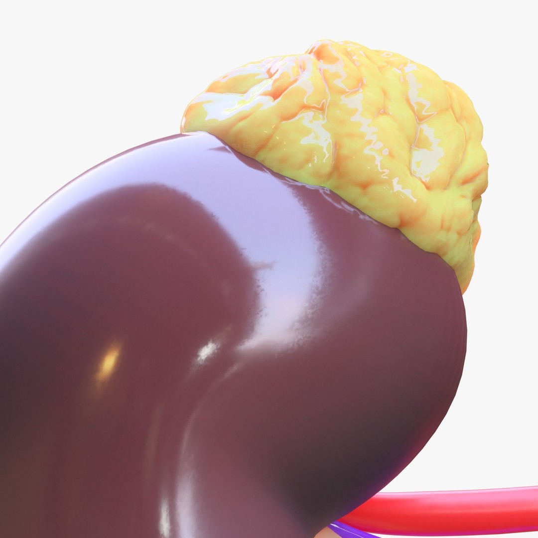 Human Kidney 3D Model – Anatomical PBR Asset, FBX, OBJ - View 6
