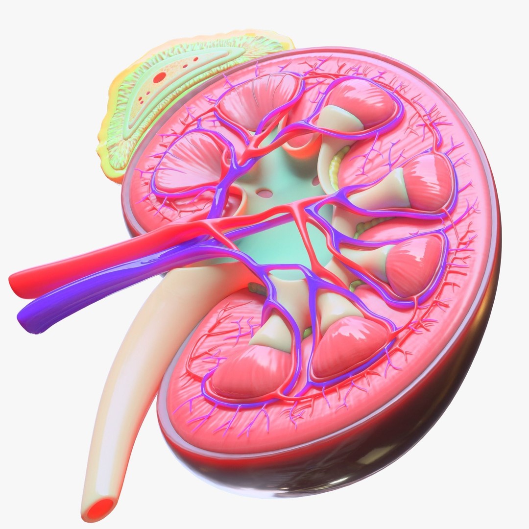 Human Kidney 3D Model – Anatomical PBR Asset, FBX, OBJ - View 7