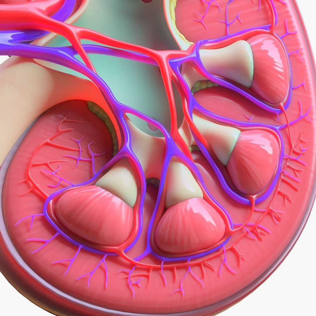 Human Kidney 3D Model – Anatomical PBR Asset, FBX, OBJ - View 8