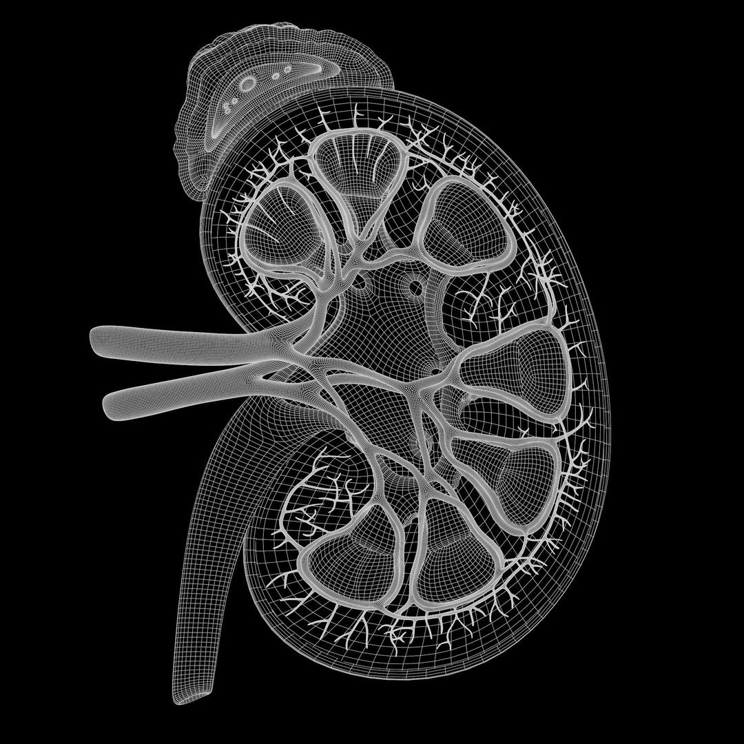 Human Kidney 3D Model – Anatomical PBR Asset, FBX, OBJ - View 9