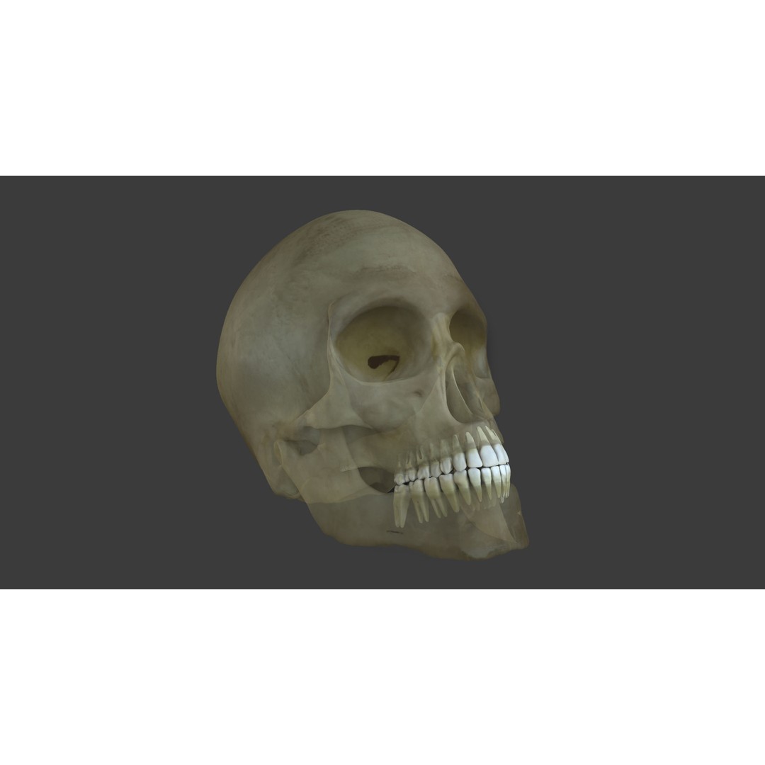 Motion Capture Anatomy Combo 3D Model – Low Poly Rigged Character, FBX