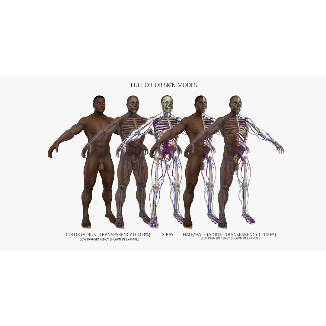 Motion Capture Anatomy Combo 3D Model – Low Poly Rigged Character, FBX - View 11