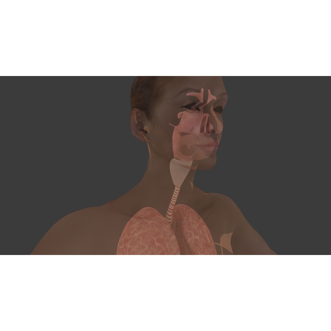 Motion Capture Anatomy Combo 3D Model – Low Poly Rigged Character, FBX - View 15