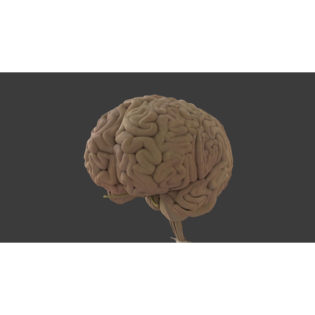 Motion Capture Anatomy Combo 3D Model – Low Poly Rigged Character, FBX - View 16