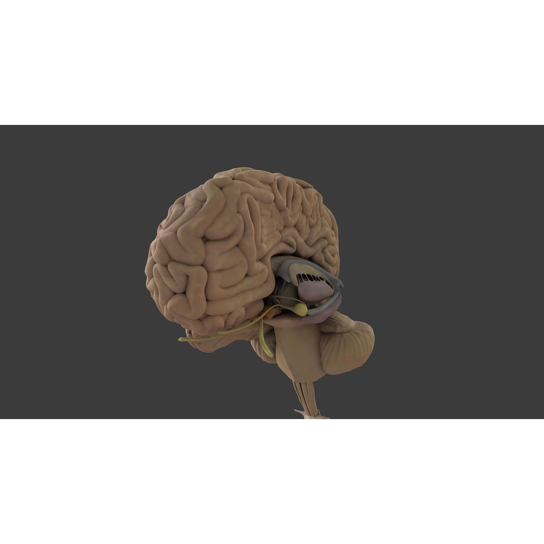 Motion Capture Anatomy Combo 3D Model – Low Poly Rigged Character, FBX - View 17