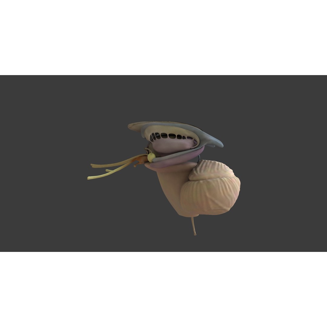 Motion Capture Anatomy Combo 3D Model – Low Poly Rigged Character, FBX - View 18