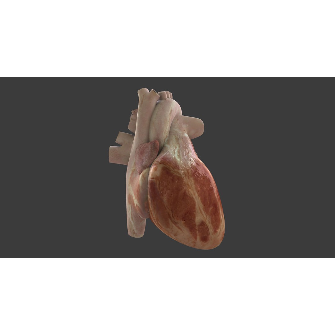Motion Capture Anatomy Combo 3D Model – Low Poly Rigged Character, FBX - View 19