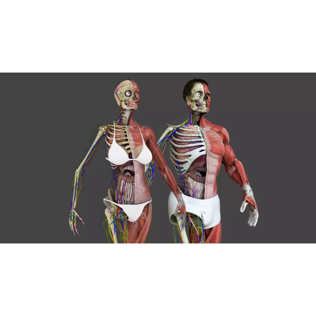 Motion Capture Anatomy Combo 3D Model – Low Poly Rigged Character, FBX - View 2