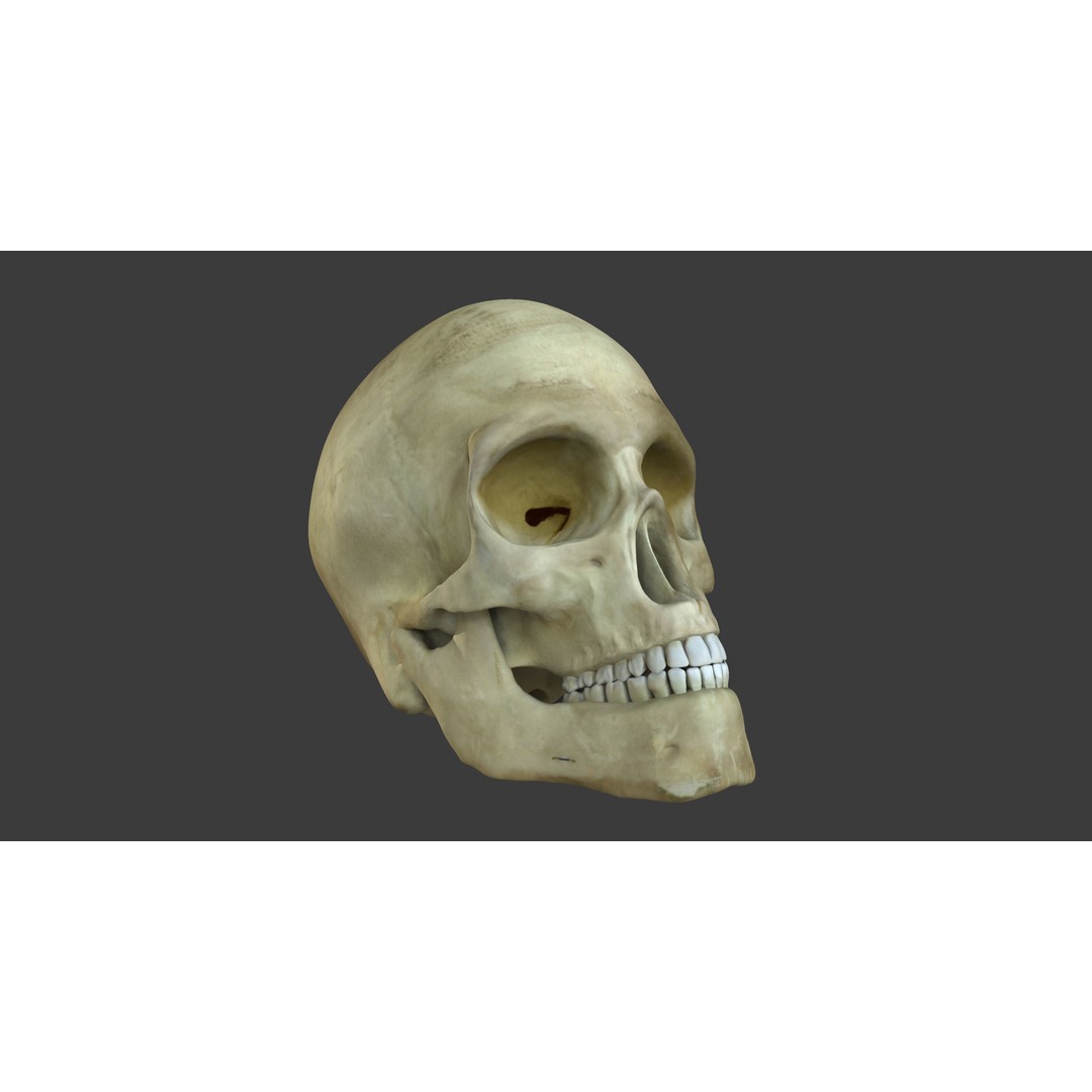 Motion Capture Anatomy Combo 3D Model – Low Poly Rigged Character, FBX - View 20