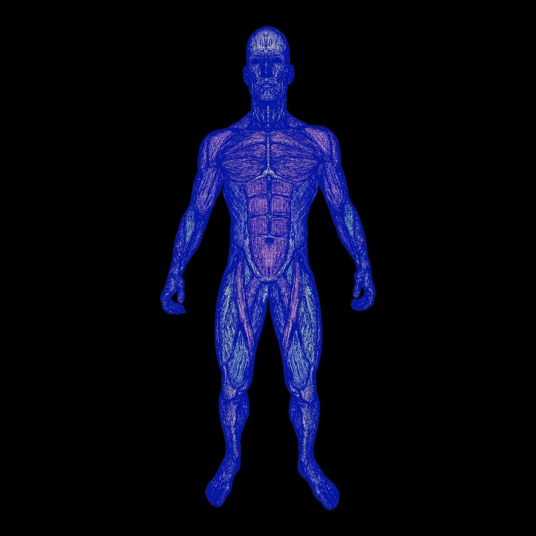 Bench Press 3D Model – Animated Character Rigged for Fitness, FBX