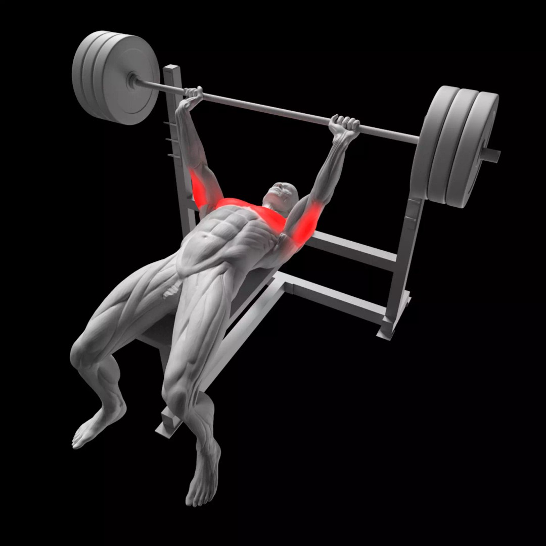 Bench Press 3D Model – Animated Character Rigged for Fitness, FBX - View 2