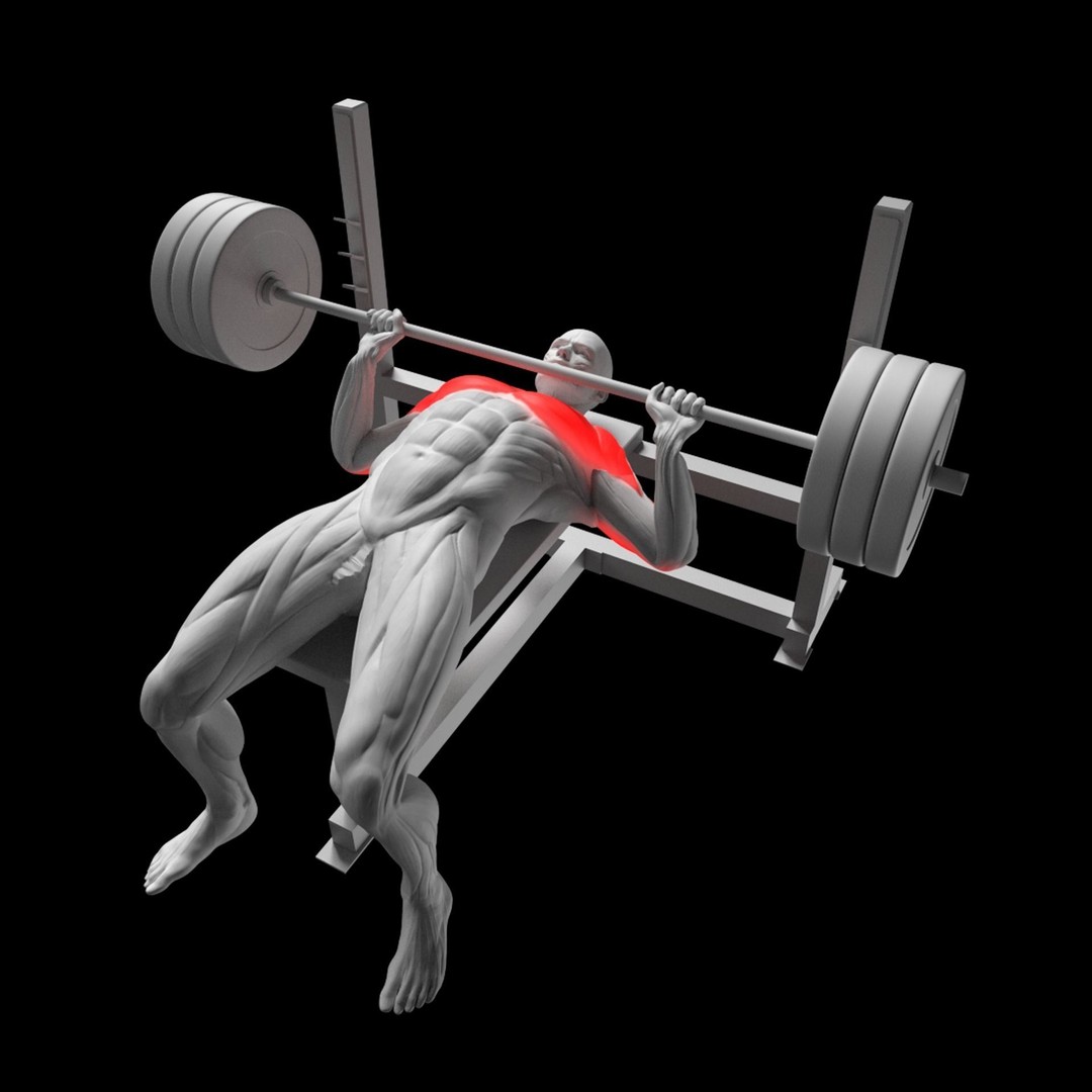 Bench Press 3D Model – Animated Character Rigged for Fitness, FBX - View 3