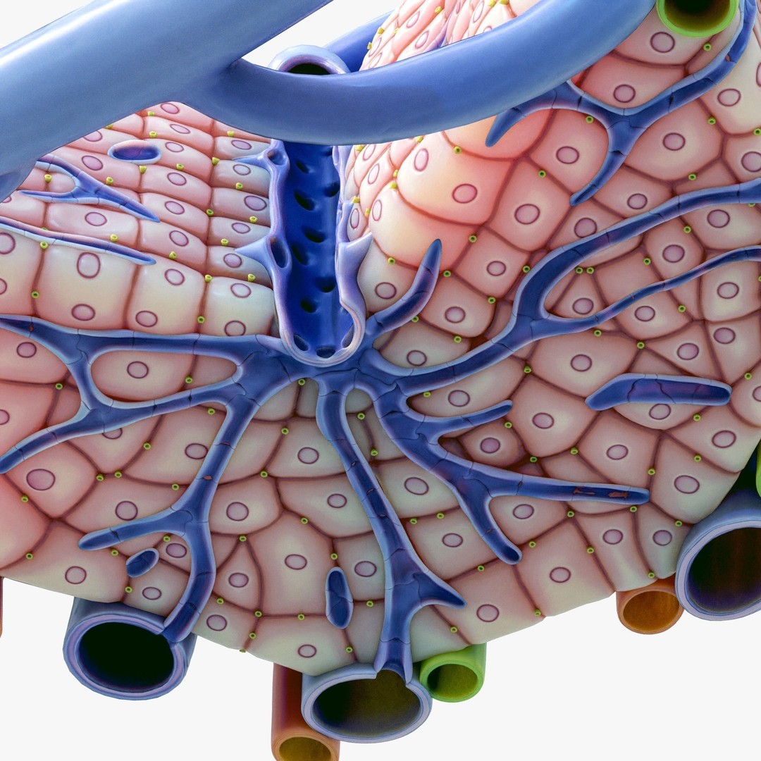 Microscopic Anatomy of Liver 3D Model – High Poly PBR Asset, FBX, OBJ - View 10