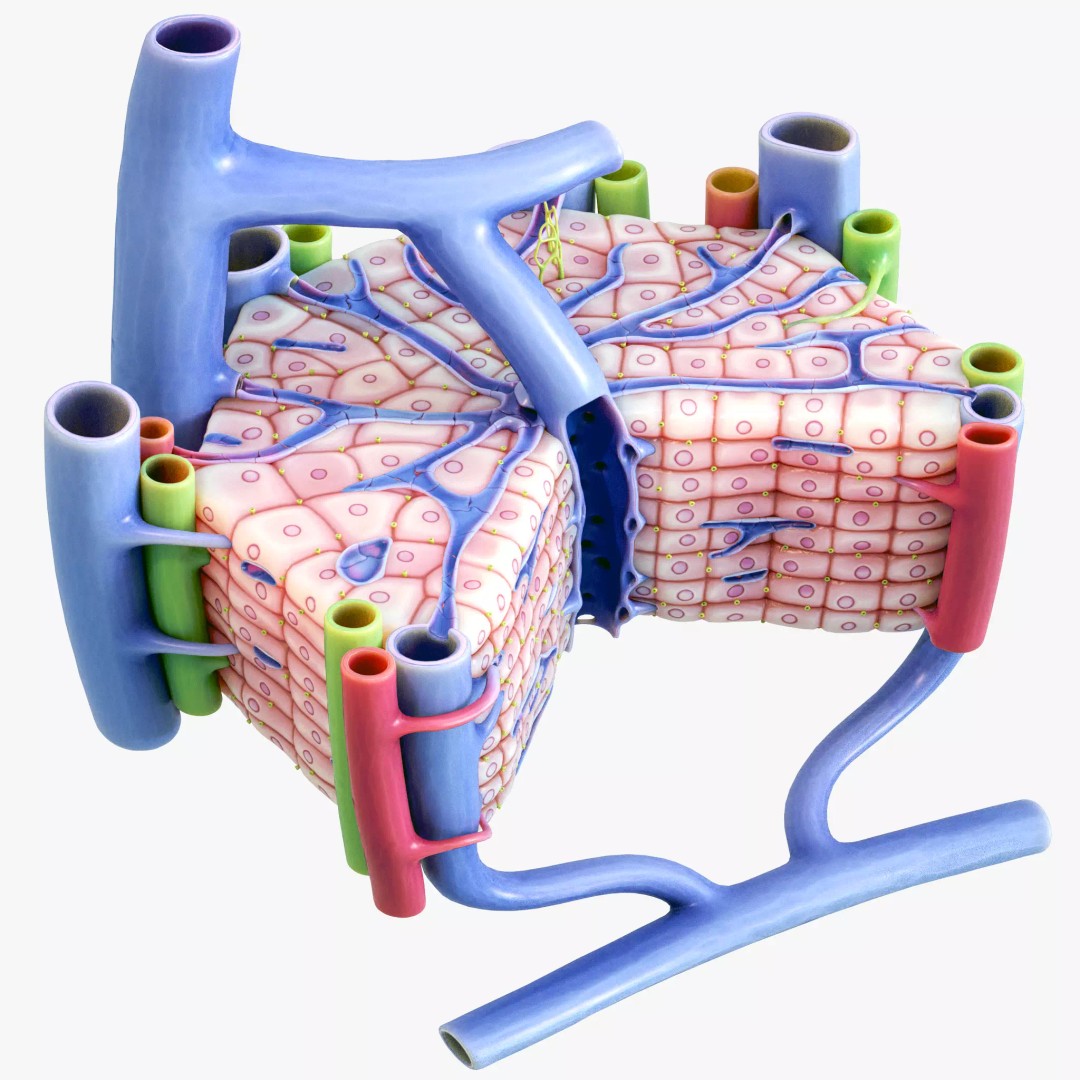 Microscopic Anatomy of Liver 3D Model – High Poly PBR Asset, FBX, OBJ - View 2