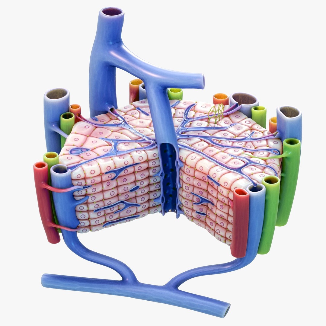 Microscopic Anatomy of Liver 3D Model – High Poly PBR Asset, FBX, OBJ - View 3