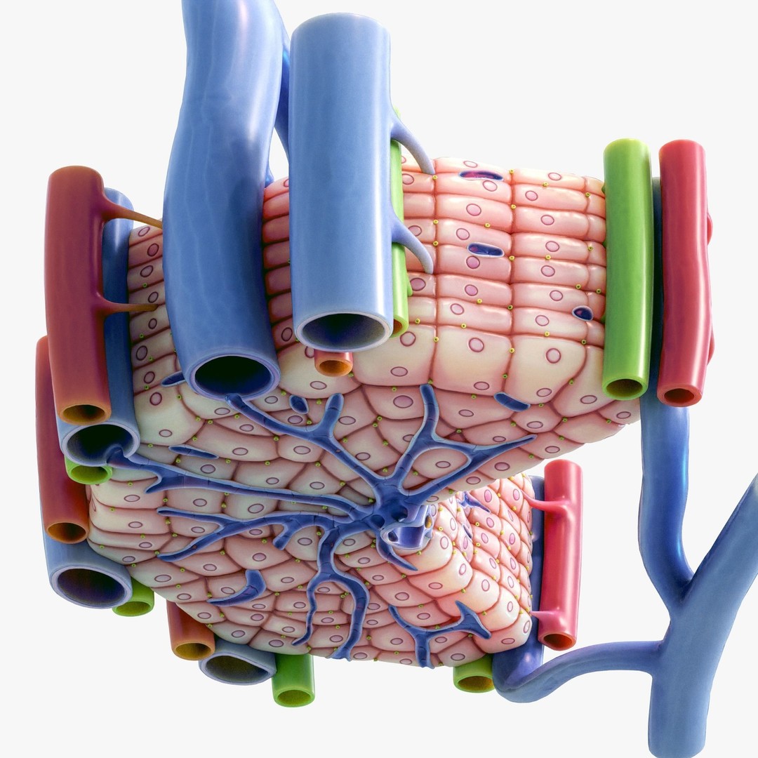 Microscopic Anatomy of Liver 3D Model – High Poly PBR Asset, FBX, OBJ - View 4
