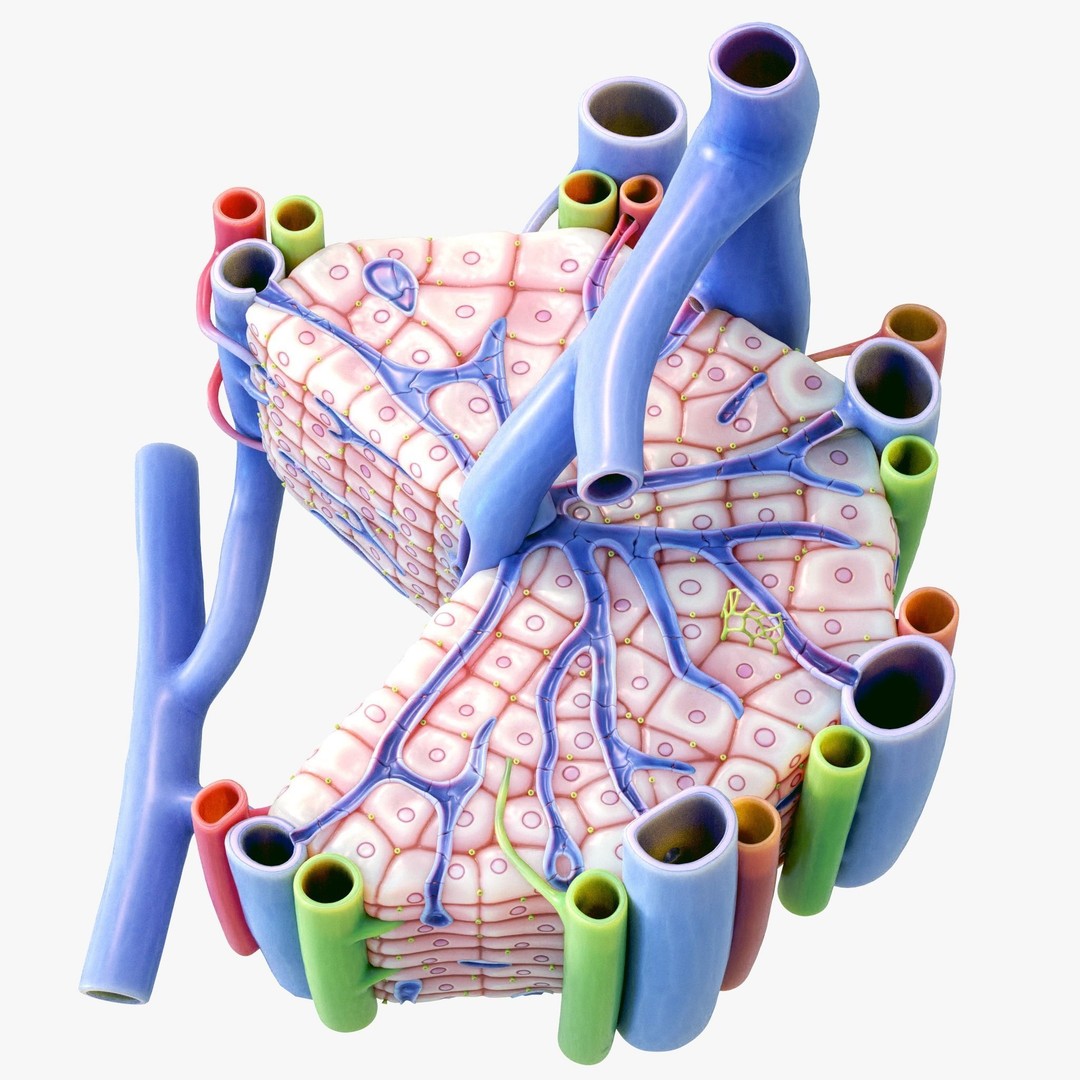 Microscopic Anatomy of Liver 3D Model – High Poly PBR Asset, FBX, OBJ - View 5