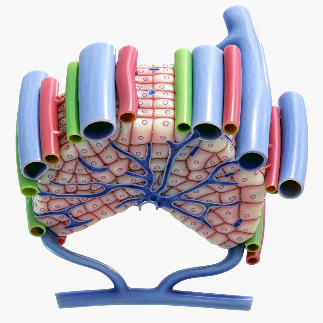 Microscopic Anatomy of Liver 3D Model – High Poly PBR Asset, FBX, OBJ - View 6