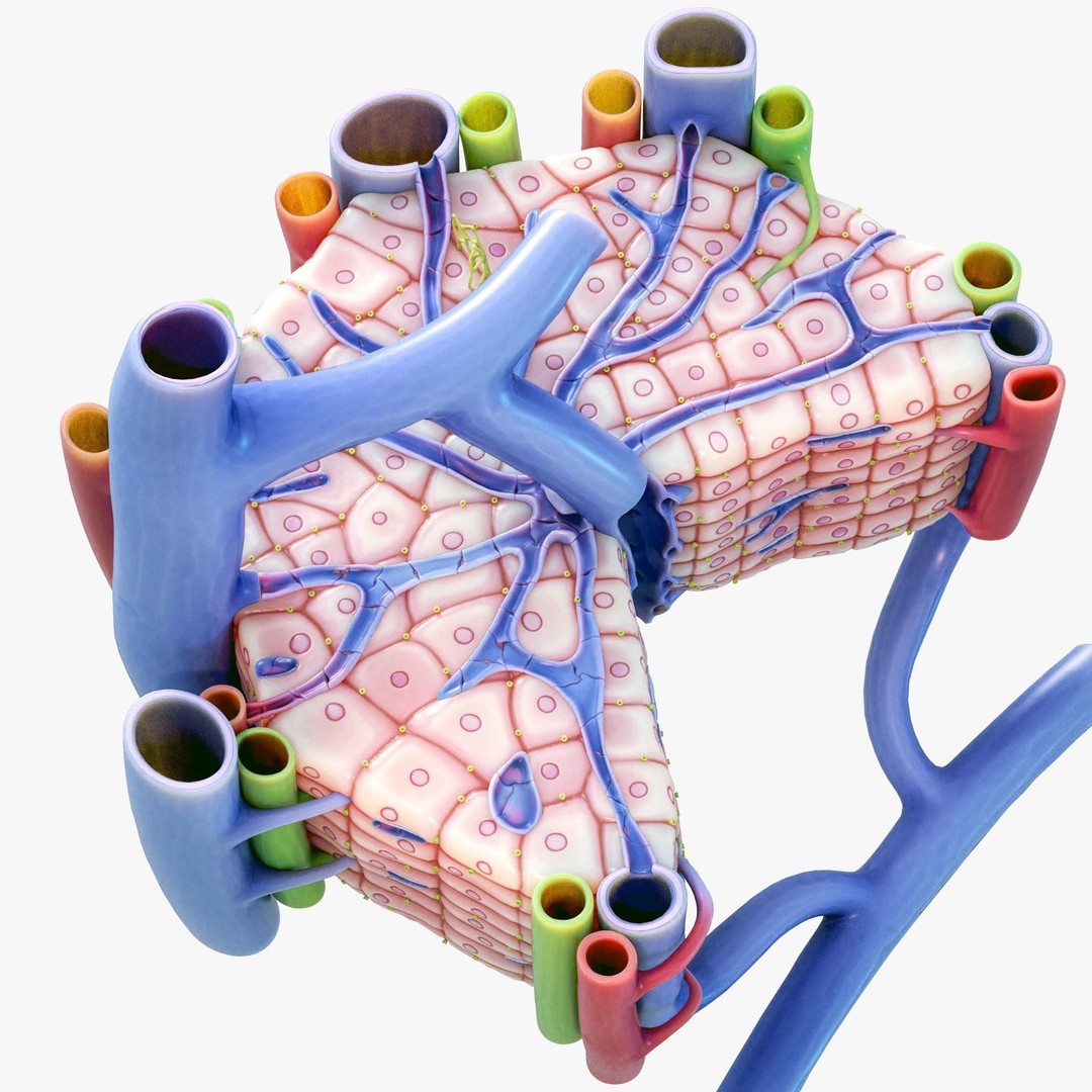 Microscopic Anatomy of Liver 3D Model – High Poly PBR Asset, FBX, OBJ - View 7