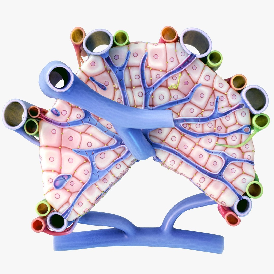 Microscopic Anatomy of Liver 3D Model – High Poly PBR Asset, FBX, OBJ - View 8