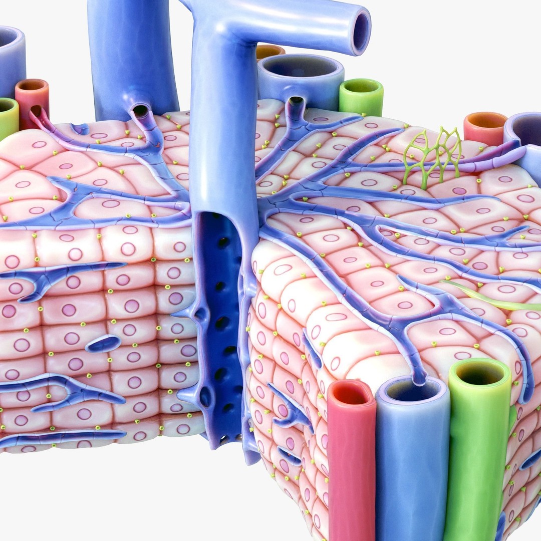 Microscopic Anatomy of Liver 3D Model – High Poly PBR Asset, FBX, OBJ - View 9