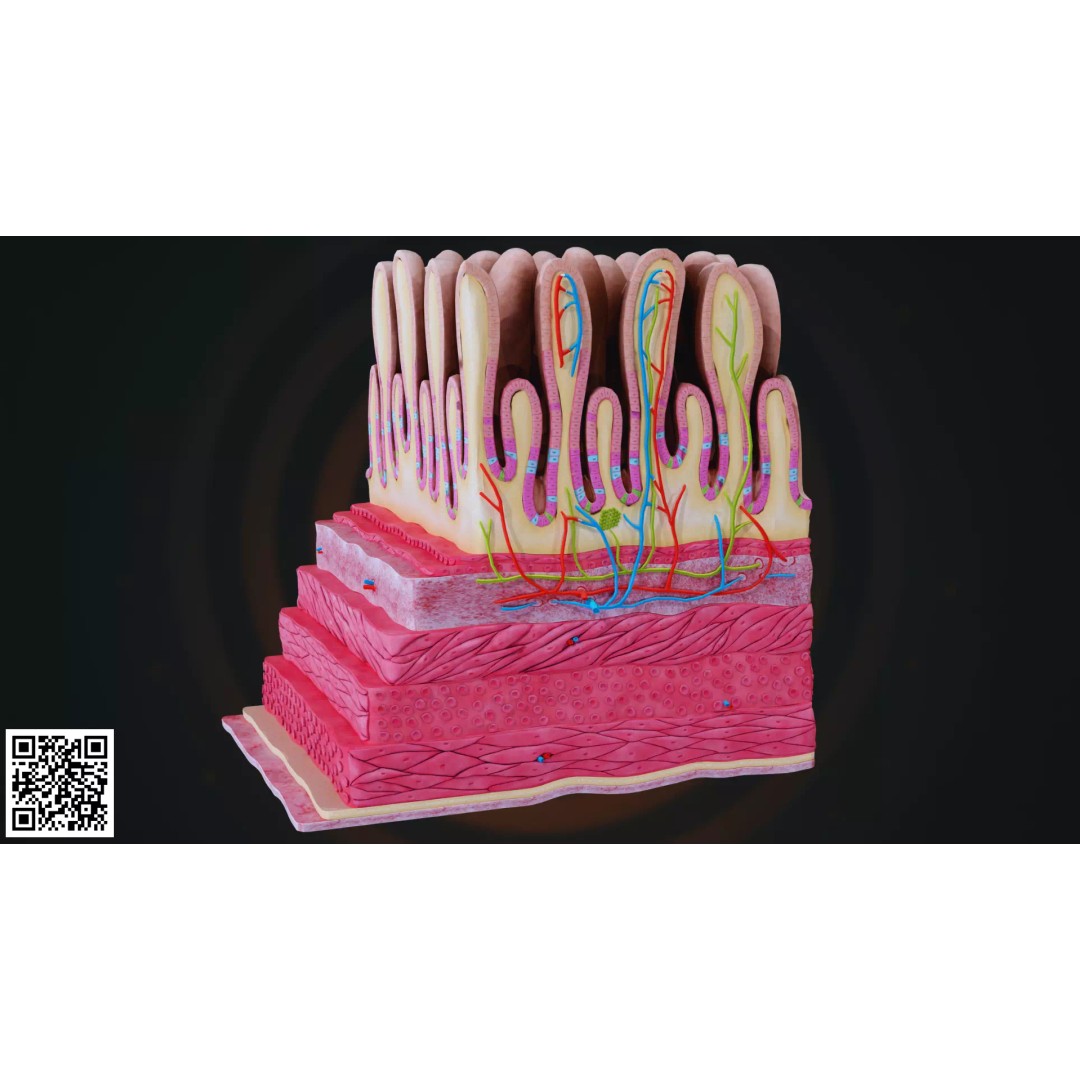 Small Intestine Wall 3D Model – Anatomically Accurate PBR Educational Asset - View 2
