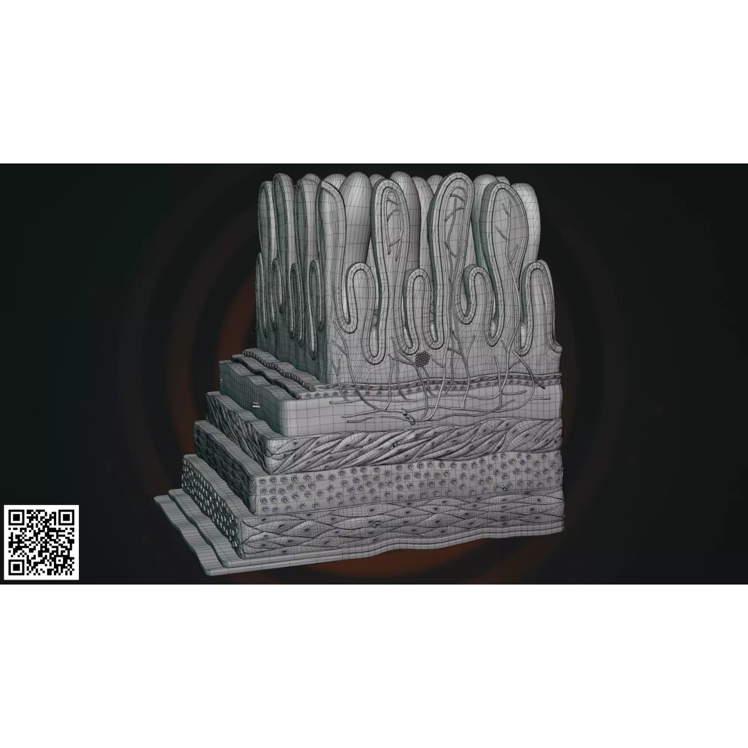 Small Intestine Wall 3D Model – Anatomically Accurate PBR Educational Asset - View 3