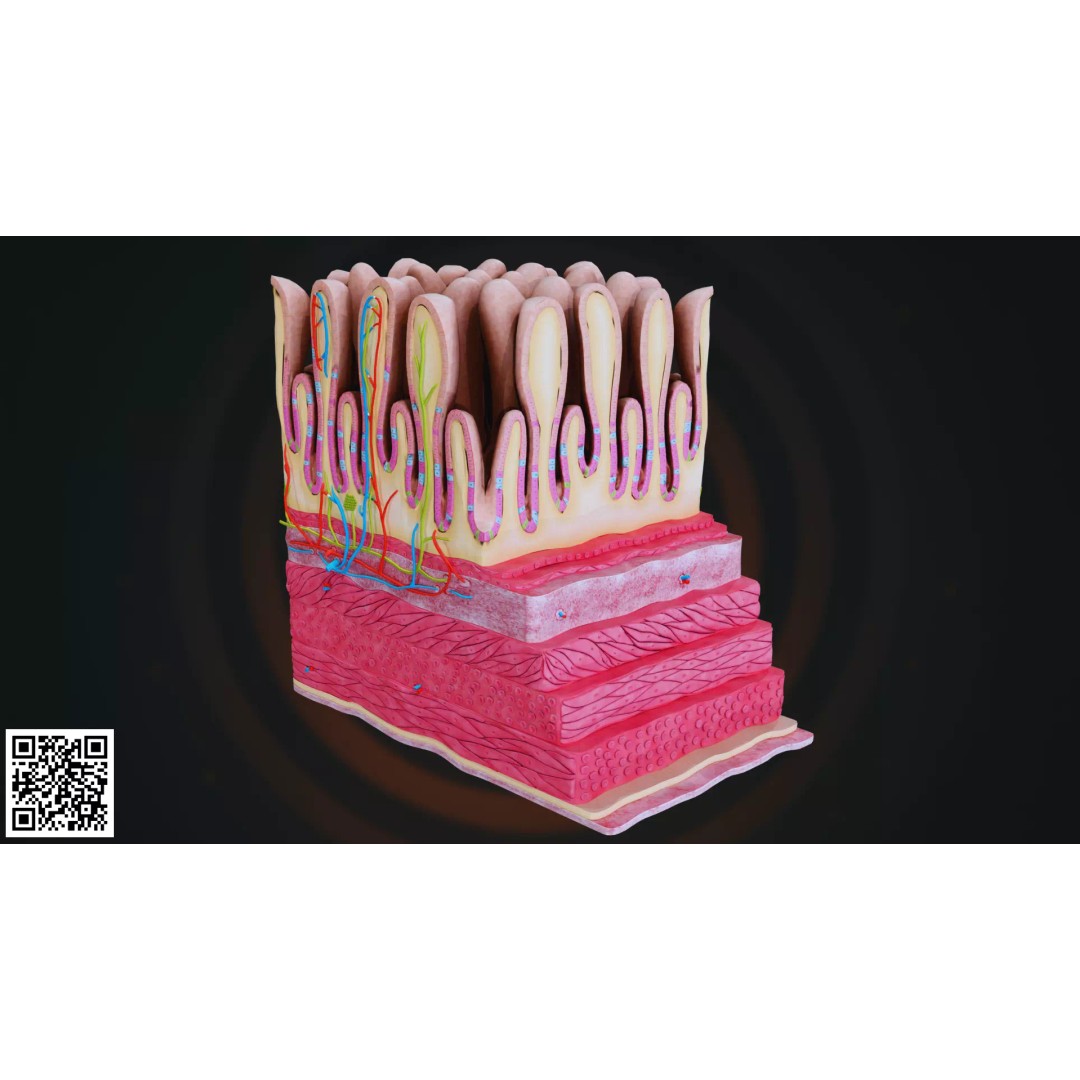 Small Intestine Wall 3D Model – Anatomically Accurate PBR Educational Asset - View 4