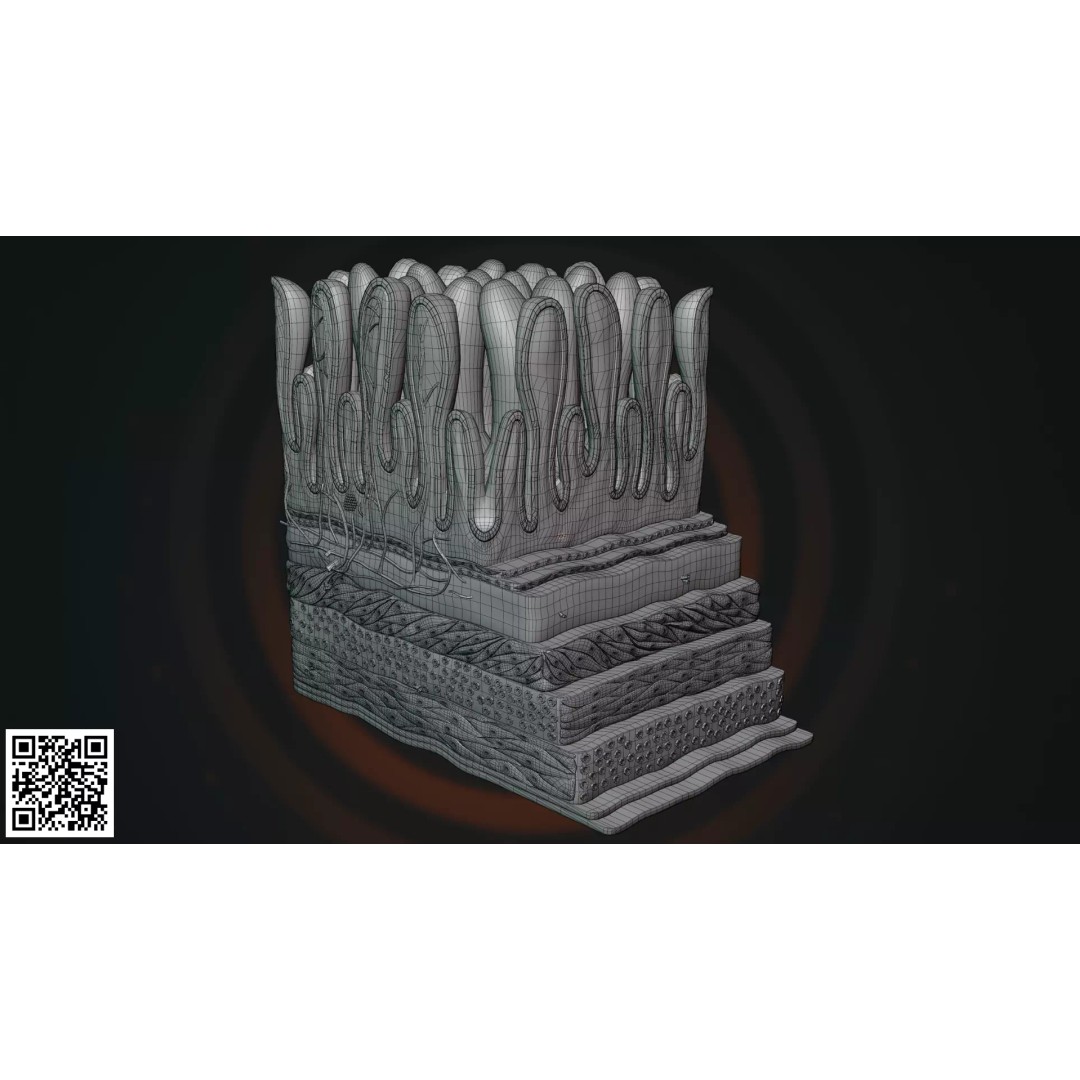 Small Intestine Wall 3D Model – Anatomically Accurate PBR Educational Asset - View 5