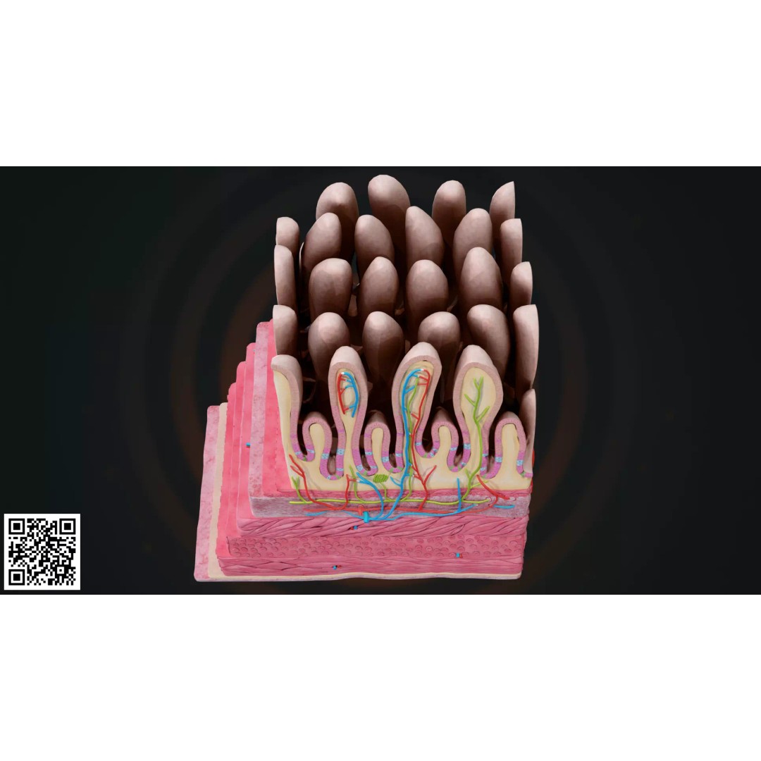 Small Intestine Wall 3D Model – Anatomically Accurate PBR Educational Asset - View 6