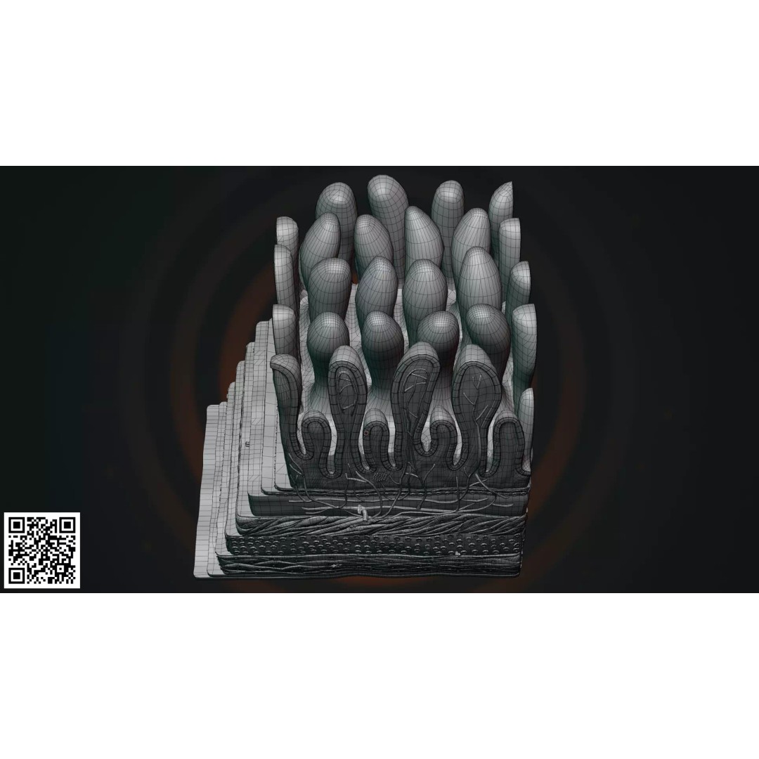 Small Intestine Wall 3D Model – Anatomically Accurate PBR Educational Asset - View 7
