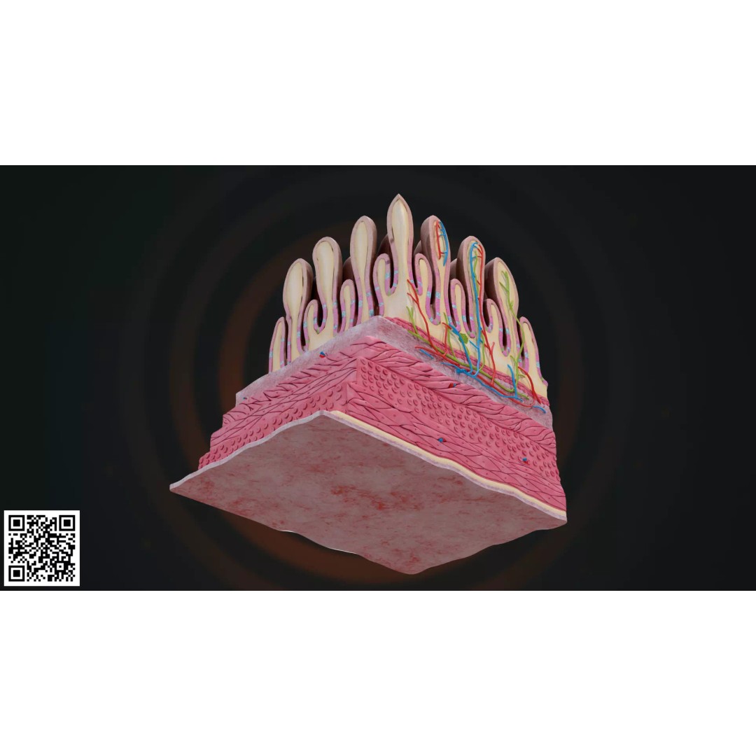 Small Intestine Wall 3D Model – Anatomically Accurate PBR Educational Asset - View 8