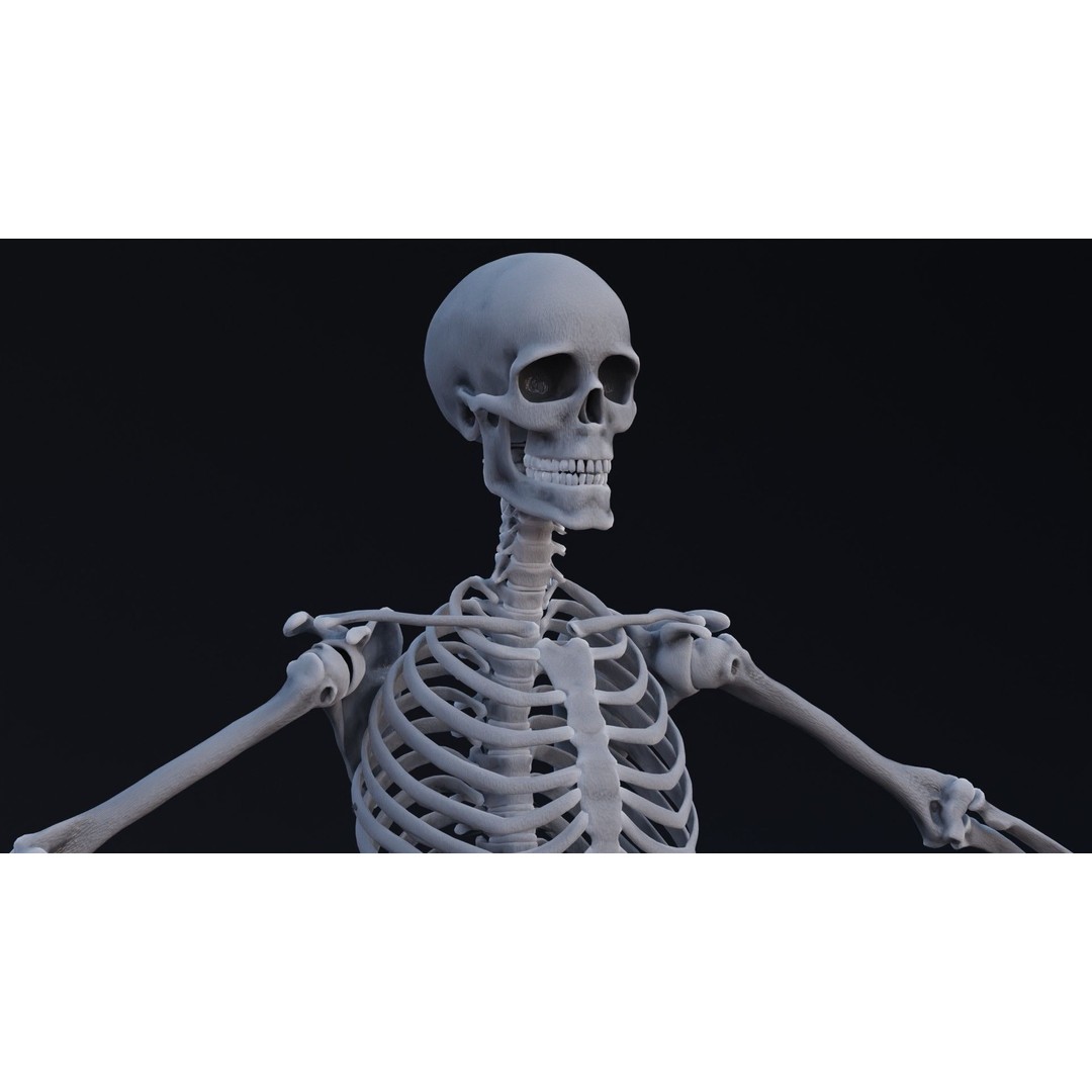Skeleton 3D Model – Low Poly Rigged Character with PBR Textures - View 10