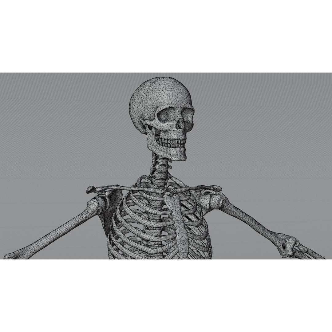 Skeleton 3D Model – Low Poly Rigged Character with PBR Textures - View 11