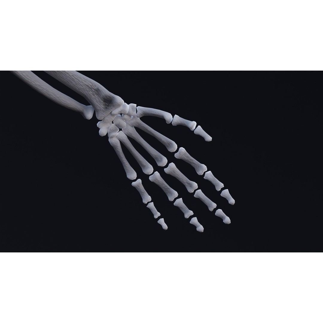 Skeleton 3D Model – Low Poly Rigged Character with PBR Textures - View 12