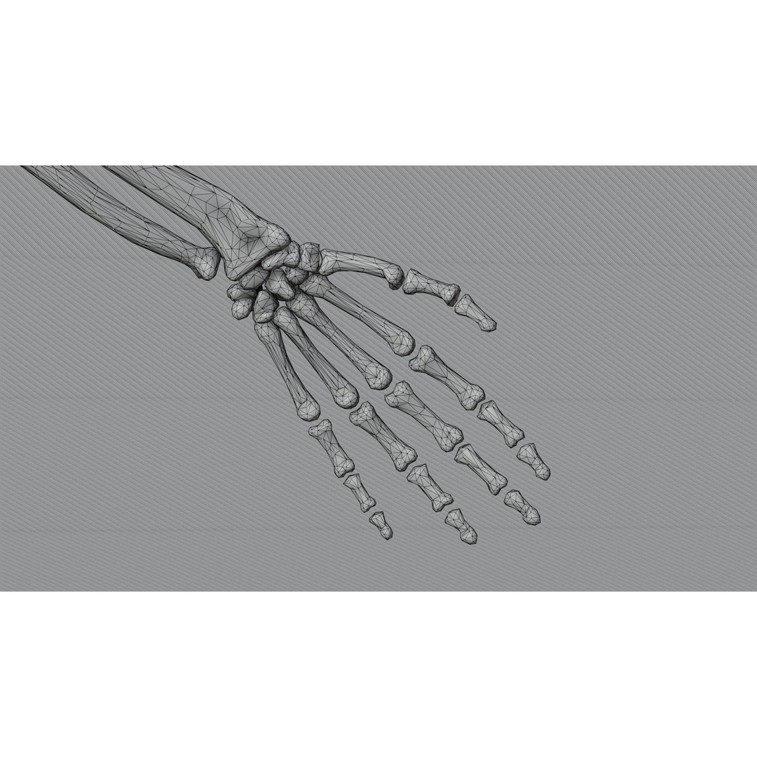 Skeleton 3D Model – Low Poly Rigged Character with PBR Textures - View 13