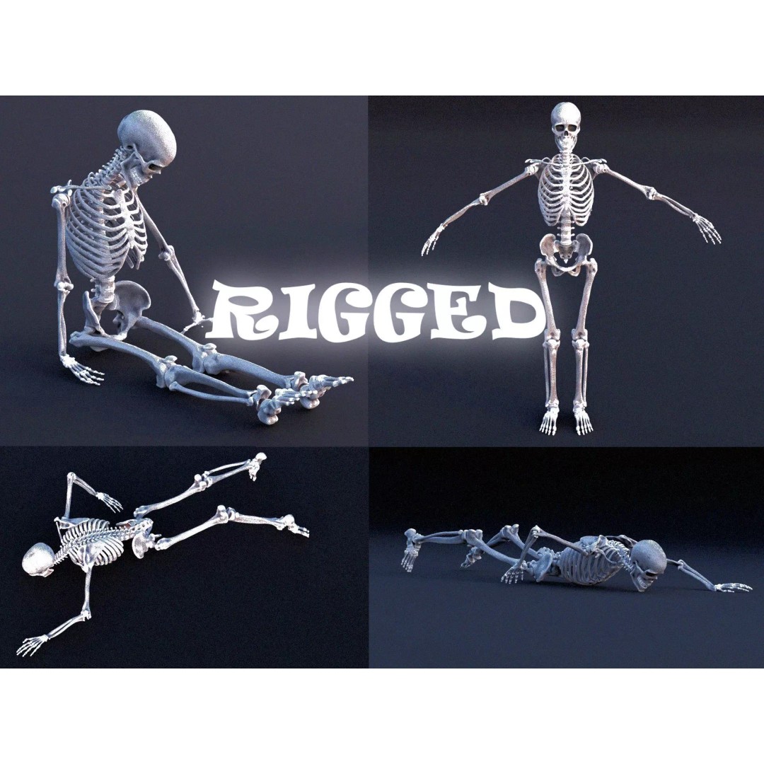 Skeleton 3D Model – Low Poly Rigged Character with PBR Textures - View 2