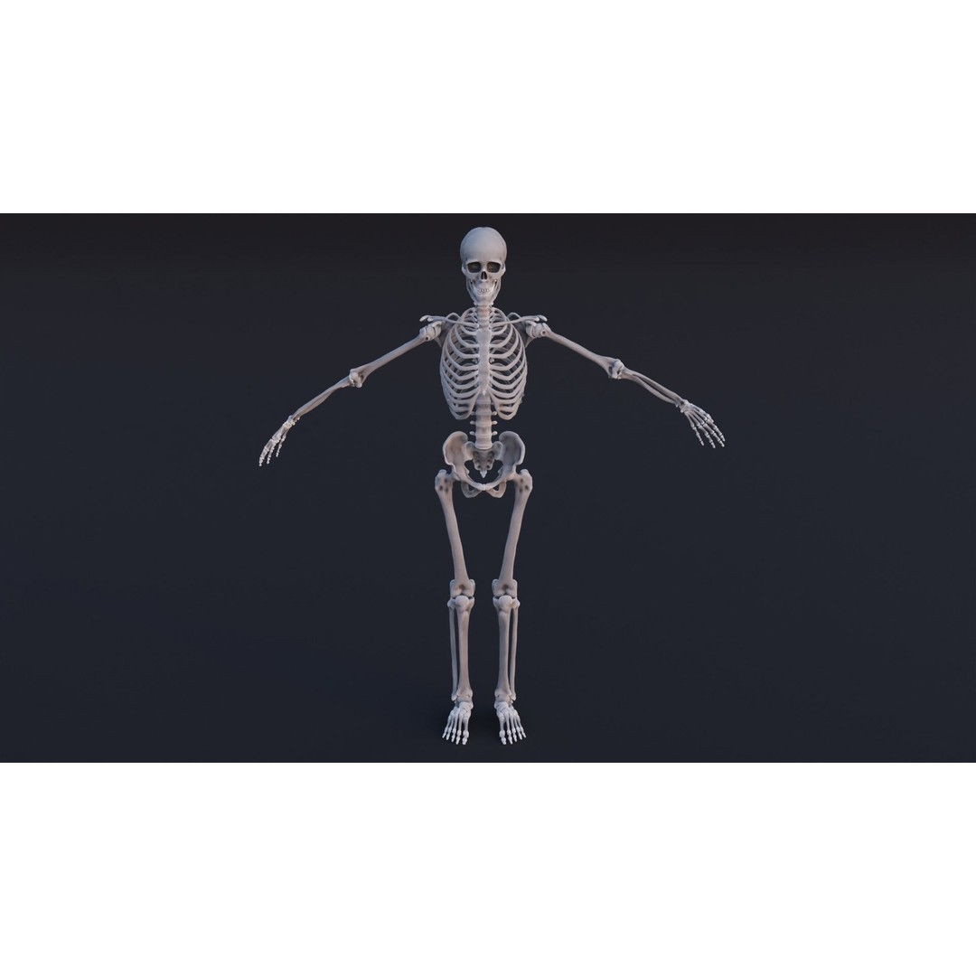 Skeleton 3D Model – Low Poly Rigged Character with PBR Textures - View 3