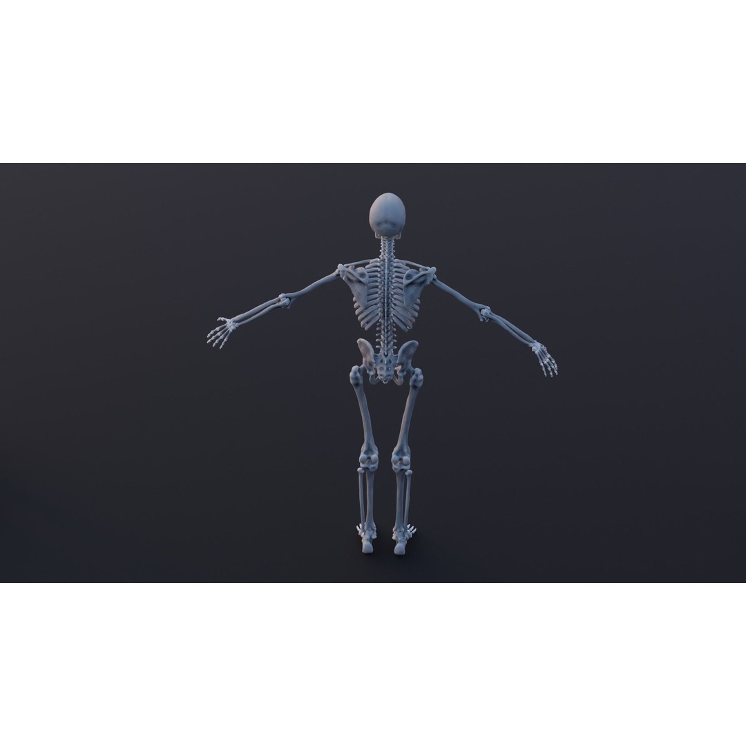 Skeleton 3D Model – Low Poly Rigged Character with PBR Textures - View 4